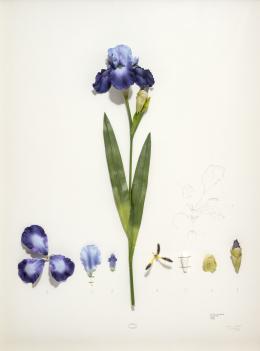 105   -  <p><span class="description">Alberto Baraya. Iris, de la serie Herbario de plantas artificiales, 2005</span></p>