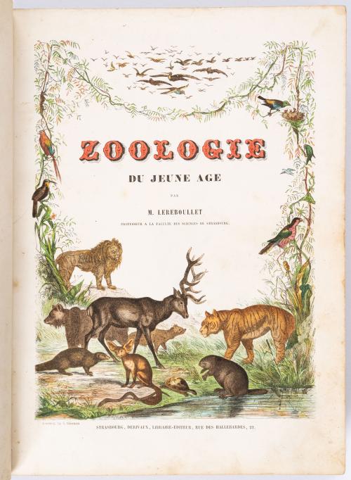 Lereboullet, Auguste : Zoologie du jeune âge ou histoire na