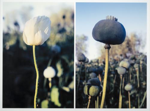 Juan Fernando Herrán Colombia, 1963 : De la serie Papaver S