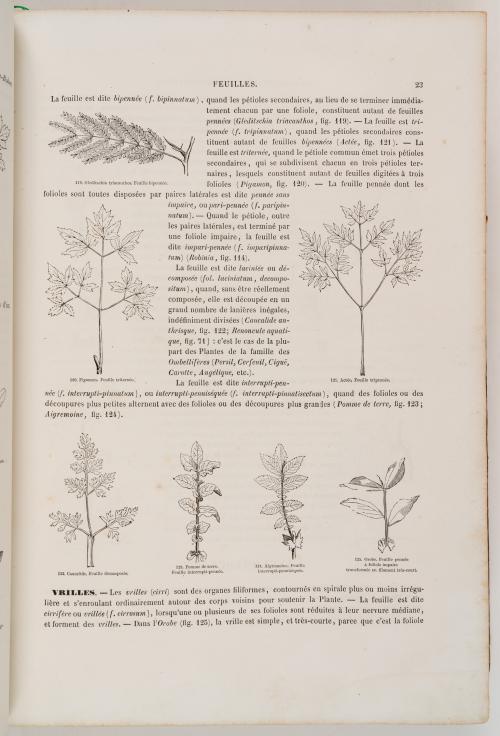 Le Maout, Emmanuel : Traité général de botanique [Ilustrado]