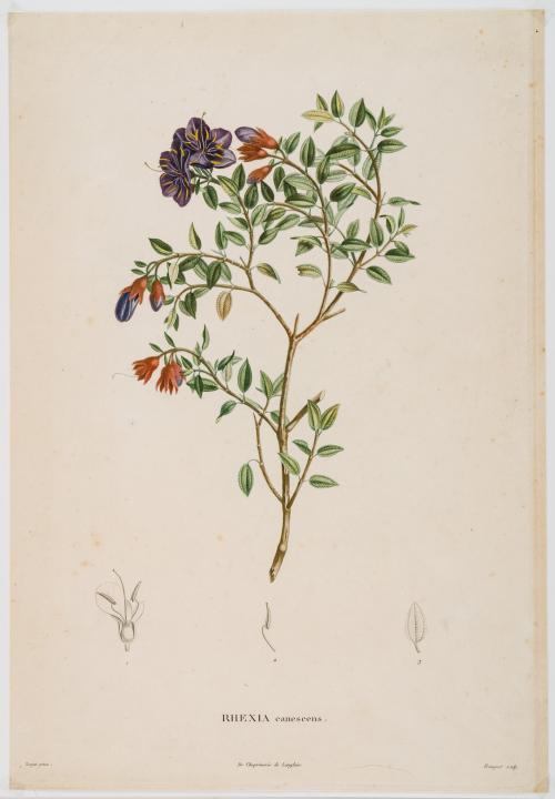 Humboldt, Alexander von; Bonpland, Aimé : Rhexia canescens 