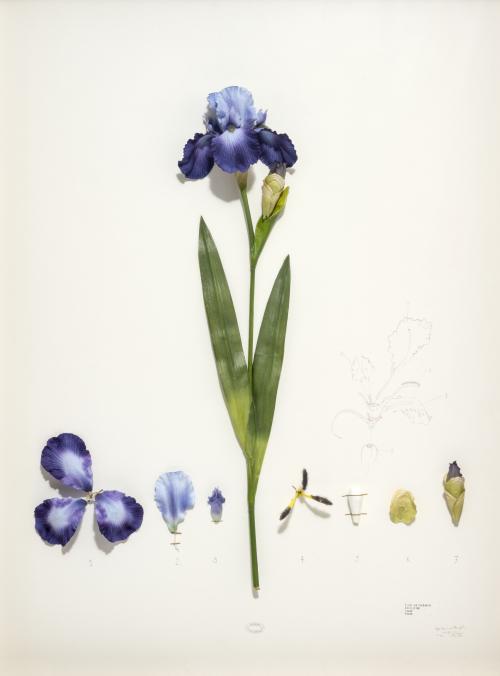 Alberto Baraya Colombia, 1968 : Iris, de la serie Herbario 