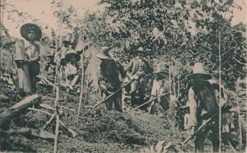 Hacienda de Café (Antioquia)